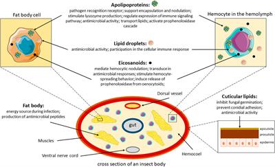 Lipids as a key element of insect defense systems